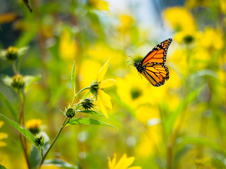 monarch butterfly flying in field of yellow flowers - Powered by Adobe