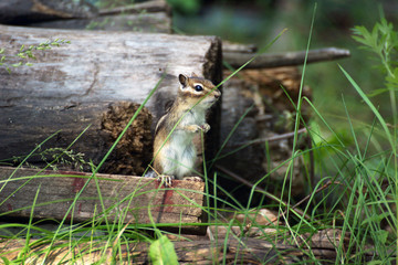 chipmunk on logs