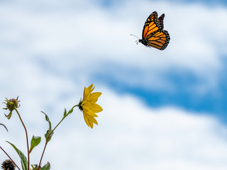 monarch butterfly flying to sunflower
