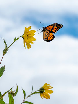 Monarch Butterfly Flying To Flower In Blue Sky