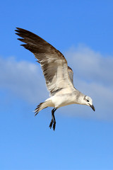 Möwe im Flug