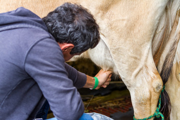 Fototapeta premium milking a cow