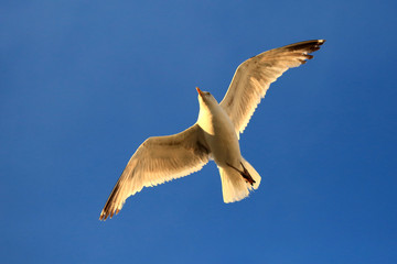 Möwen im Flug bei Sonnenuntergang