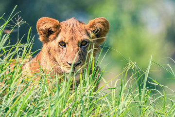 Female lion resting in the grass while keeping watch