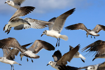 Fototapeta premium Möwenschwarm im Flug
