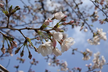 桜