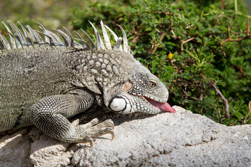 Leguan mit Zunge