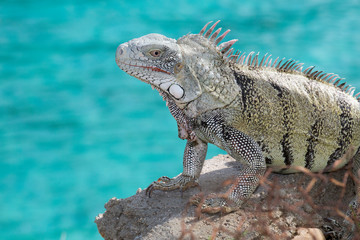 Leguan am türkisblauen Meer