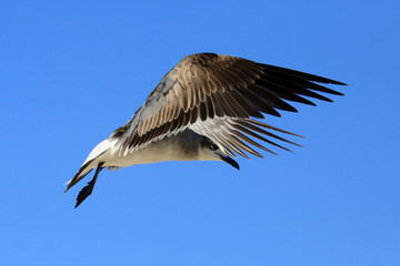 Möwe im Flug