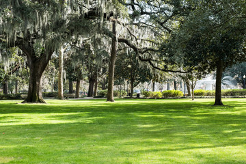 The famous live Southern Live Oaks covered in Spanish Moss growing in Savannah's historic squares. Savannah, Georgia