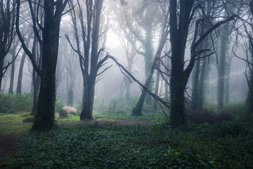Beautiful mystical forest in a summer morning. Scenery with path in dreamy foggy forest