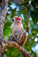 Old monkey sitting on a tree. Toque macaque (Macaca sinica) in Wilpattu. Wildlife scene from Sri Lanka.