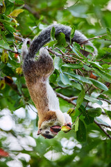 A large squirrel from Sri Lanka hung on a tree and feeding. Grizzled giant squirrel (Ratufa macroura) in Wilpattu national park, Sri Lanka