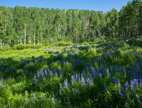 Wildflower landscape in Colorado near Kebler Pass. Crested Butte area. About one hour from Gunnison. © blewulis