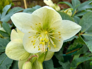 Helleborus x sternii 'White Beauty'