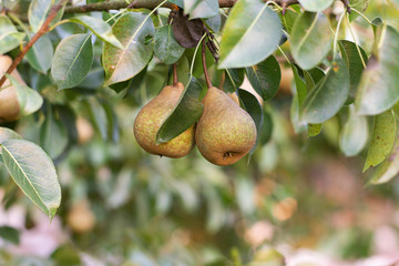 old variety of Pears on the tree. Selective focus