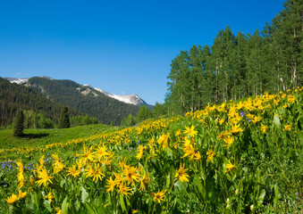 Wildflower landscape in Colorado near Kebler Pass. Crested Butte area. About one hour from Gunnison.