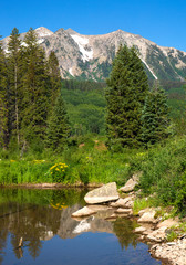 Wildflower landscape in Colorado near Kebler Pass. Crested Butte area. About one hour from Gunnison.
