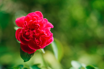 Red rose flower on a green background soft focus. In the tropical garden. Cute and Beautiful red climbing rose plant blooms with bokeh. (Roses of Richmond: David Austin Rose)
