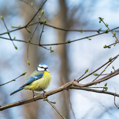 Obraz premium Blue tit on a perch in winter