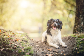 Cane all'aperto épagneul breton