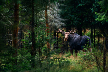 Big male Bull moose (Alces alces) in deep forest of Sweden. Big animal in the forest. Elk symbol of...