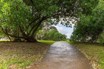 Small path in a natural park surrounded by trees for exercise and running