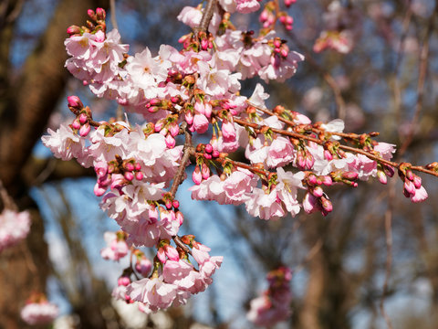 Cerisier du Japon - Prunus Accolade