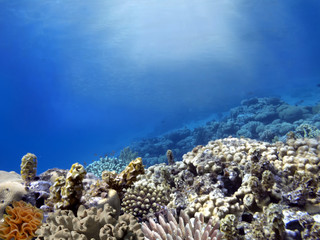 Wonderful and beautiful underwater world with corals.