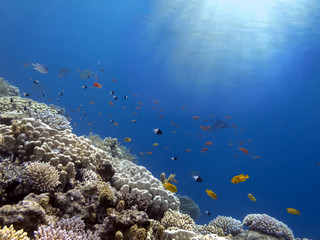 Fototapeta na wymiar Wonderful and beautiful underwater world with corals.