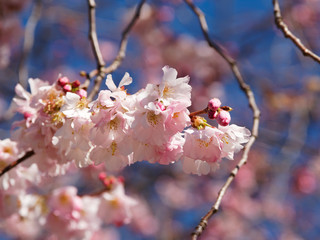 Cerisier du Japon - Prunus Accolade