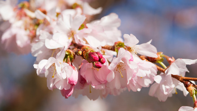 Cerisier du Japon - Prunus Accolade
