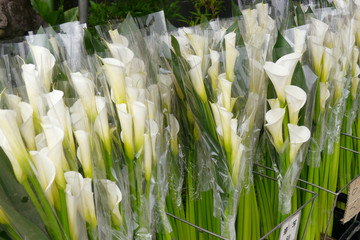 Flower store selling bouquet of white Arum Lily. Calla Lily or Gold Calla. Zantedeschia aethiopica plant in the family Araceae. In Zhuzihu, Taiwan.