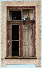 Old wood window with pigeons, half open. Blue portuguese tiles