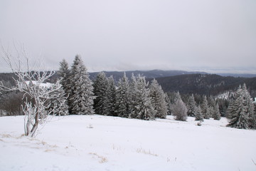 bäume auf dem feldberg die von schnee bedeckt sind