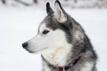 portrait of siberian husky © Brian