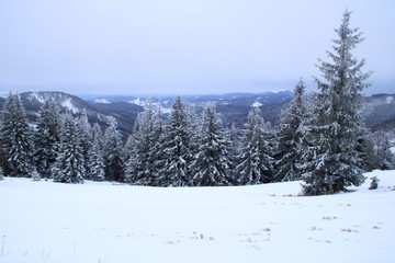bäume auf dem feldberg die von schnee bedeckt sind