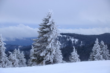 Fototapeta na wymiar bäume auf dem feldberg die von schnee bedeckt sind