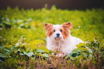 Cane animale domestico corre felice nell'erba