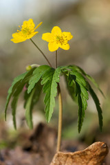 Yellow anemone (Anemone ranunculoides) or yellow wood anemone or buttercup anemone, woodland and forest plant with root-like rhizomesand petal-like tepals of rich yellow colouring. Family Ranunculacea