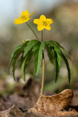 Yellow anemone (Anemone ranunculoides) or yellow wood anemone or buttercup anemone, woodland and forest plant with root-like rhizomesand petal-like tepals of rich yellow colouring. Family Ranunculacea