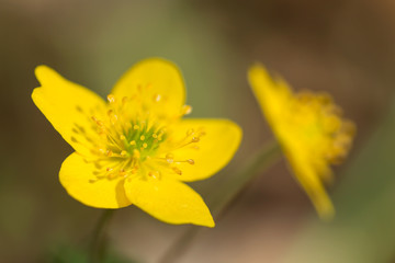 Yellow anemone (Anemone ranunculoides) or yellow wood anemone or buttercup anemone, woodland and forest plant with root-like rhizomesand petal-like tepals of rich yellow colouring. Family Ranunculacea