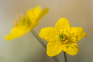 Yellow anemone (Anemone ranunculoides) or yellow wood anemone or buttercup anemone, woodland and forest plant with root-like rhizomesand petal-like tepals of rich yellow colouring. Family Ranunculacea
