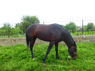 Horse grazing in a meadow near the house