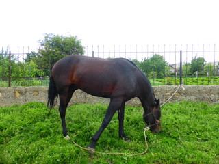 Horse grazing in a meadow near the house