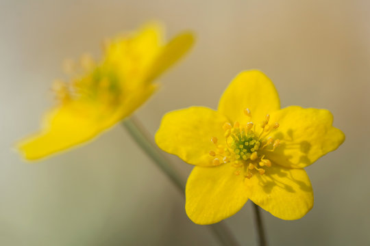 Yellow anemone (Anemone ranunculoides) or yellow wood anemone or buttercup anemone, woodland and forest plant with root-like rhizomesand petal-like tepals of rich yellow colouring. Family Ranunculacea