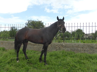 Horse grazing in a meadow near the house