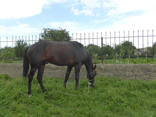 Horse grazing in a meadow near the house