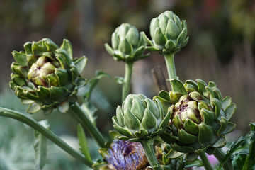 Blumen aus dem Garten. Bud. Artischocken.