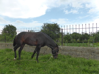 Horse grazing in a meadow near the house